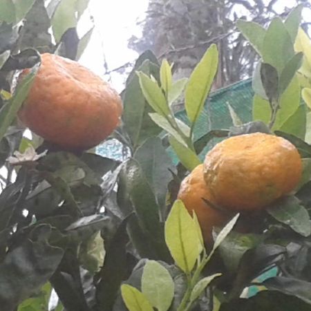 Happy Nest Yercaud Hotel Exterior foto