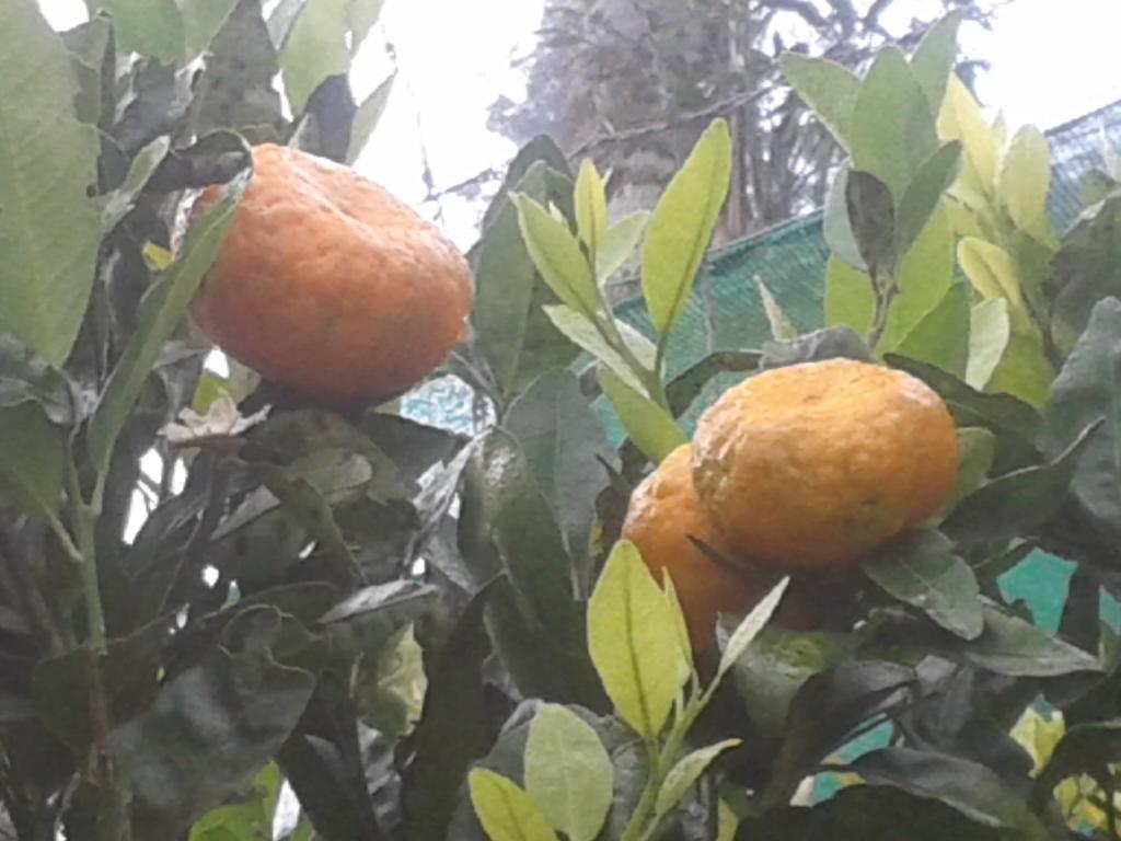 Happy Nest Yercaud Hotel Exterior foto
